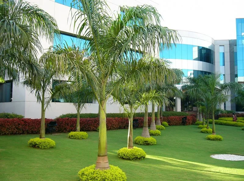 palm tree landscape